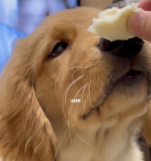 狗狗只吃馒头可行吗？长期饮食对健康有何影响？