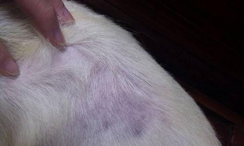 狗狗皮肤病难治吗？有效预防和治疗方法是什么？