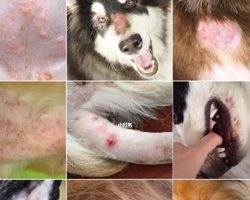 狗狗皮肤病难治吗？有效预防和治疗方法是什么？