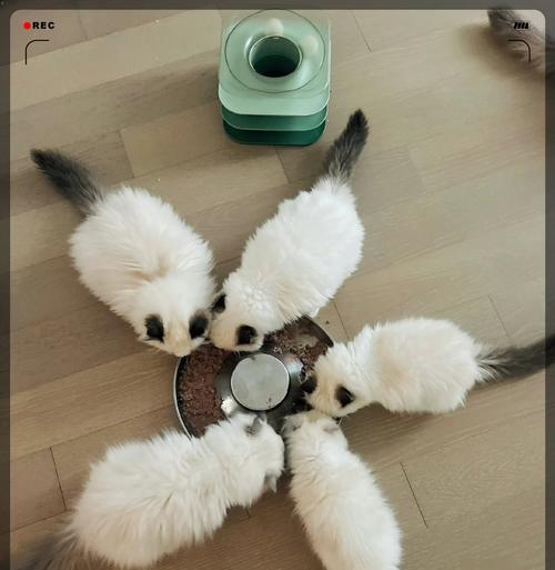 布偶猫可以吃生鸡蛋和生肉吗？