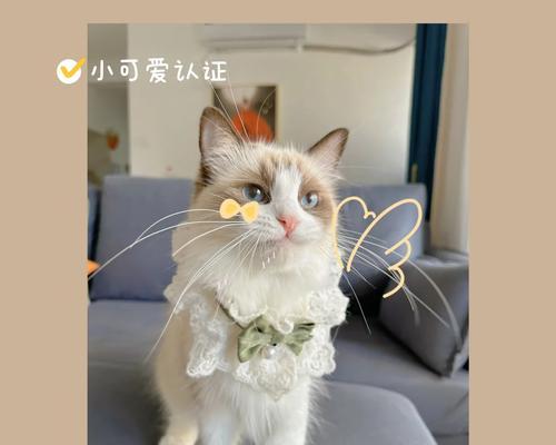 布偶猫可以吃生鸡蛋和生肉吗？