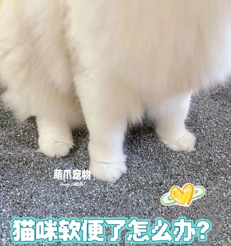 猫换粮不排便怎么办呢？吃什么可以帮助猫咪恢复？