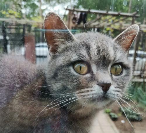 家里养的土狗喜欢吃什么狗粮？你们的猫平时吃什么猫粮？