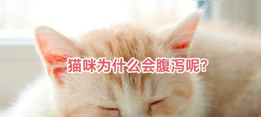 换粮后猫大便不成形很软怎么回事儿？