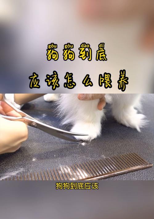 如何纠正狗狗不吃狗粮的行为？