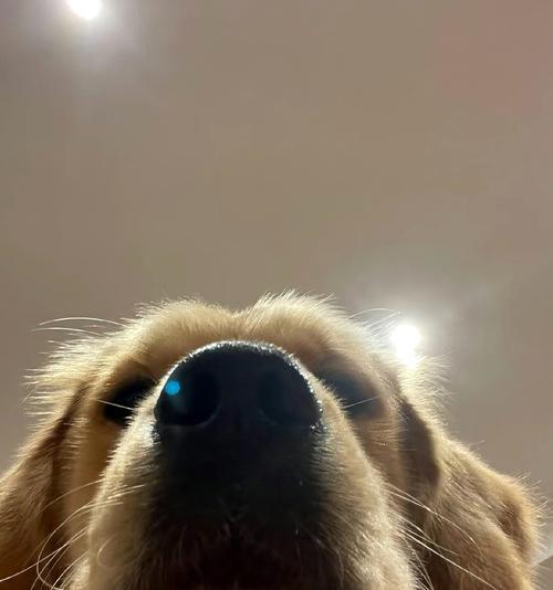 狗狗不吃狗粮应该怎么办？