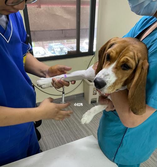 猫换粮后大便不成形怎么办？需要看兽医吗？