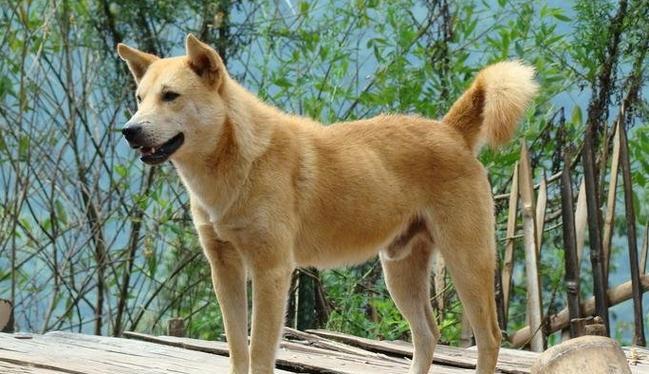 土狗可以养多久后可以开始吃狗粮？喂食狗粮的正确时机是什么时候？
