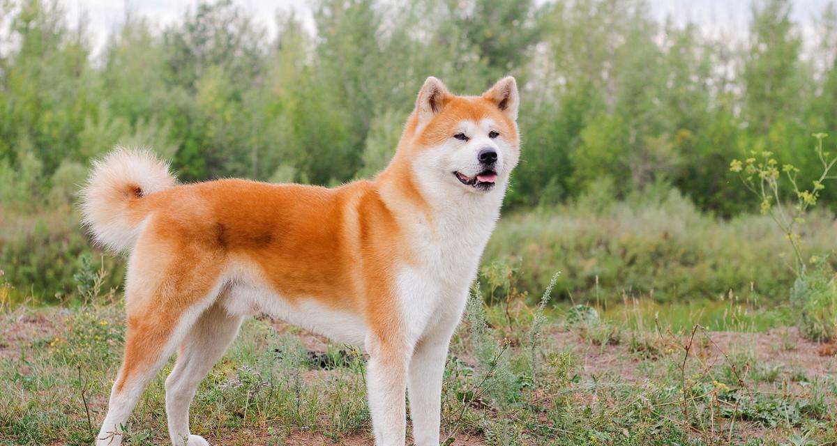 土狗是否适合吃狗粮？