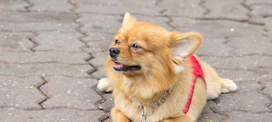 博美犬吐白沫拉稀是正常现象吗？如何处理？