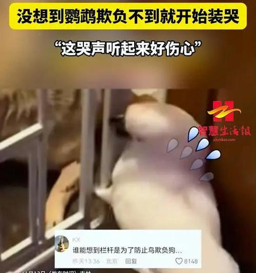 鹦鹉欺负小仓鼠怎么办？如何保护小仓鼠？