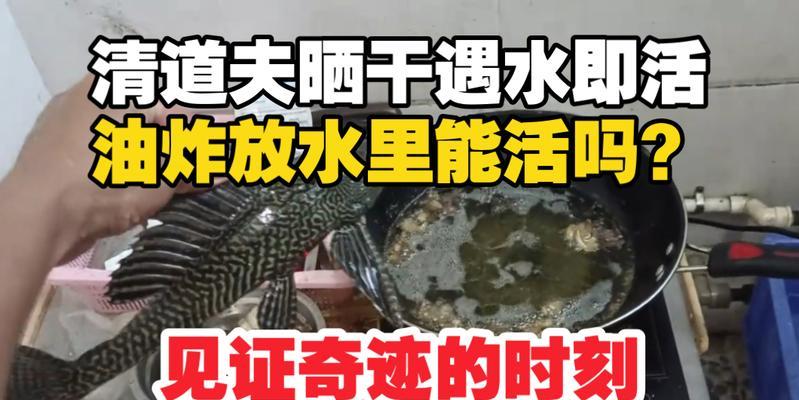 清道夫发灰是什么原因？换水后如何处理？