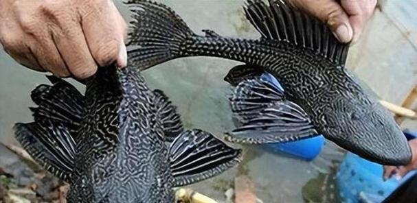 清道夫鱼频繁死亡怎么办？原因何在？