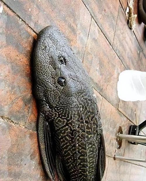 清道夫鱼频繁死亡怎么办？原因何在？