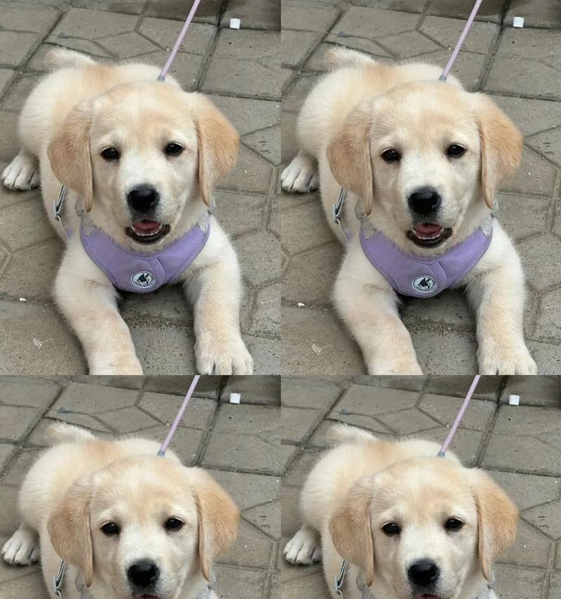 拉布拉多幼犬疫苗后不适怎么办？应对措施有哪些？