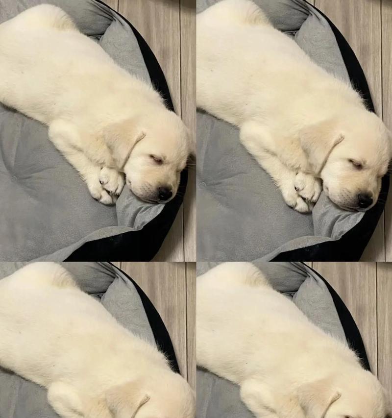 拉布拉多一岁未驱虫怎么办？会影响健康吗？