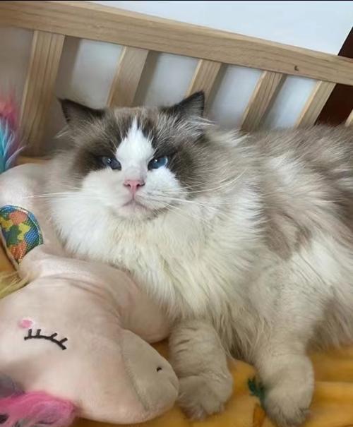 布偶猫心肌肥厚怎么办？有哪些治疗方法？