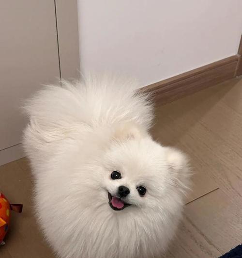 博美犬拉肚子呕吐能喝水吗？如何处理？