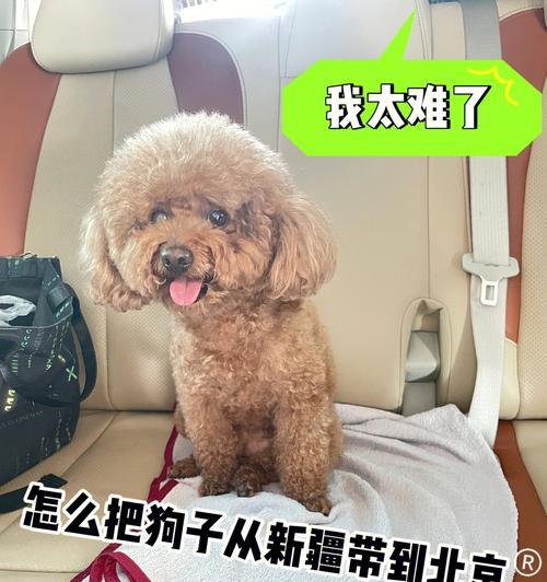 宠物托运后吐水怎么办？如何缓解？