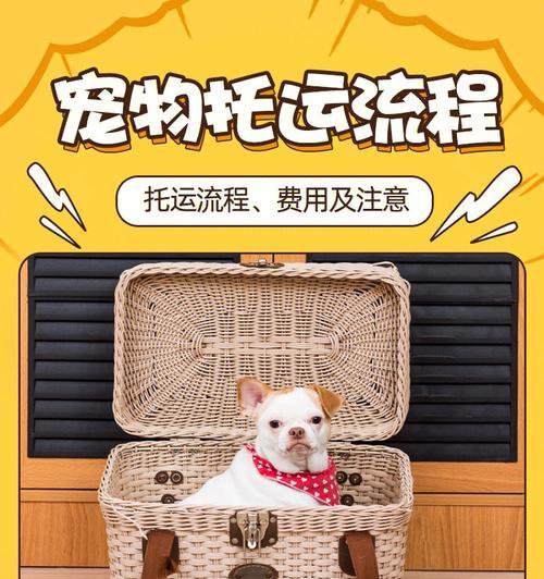 宠物托运后吐水怎么办？如何缓解？