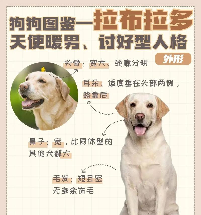 拉布拉多2岁以后如何照顾？成年拉布拉多的健康管理要点？