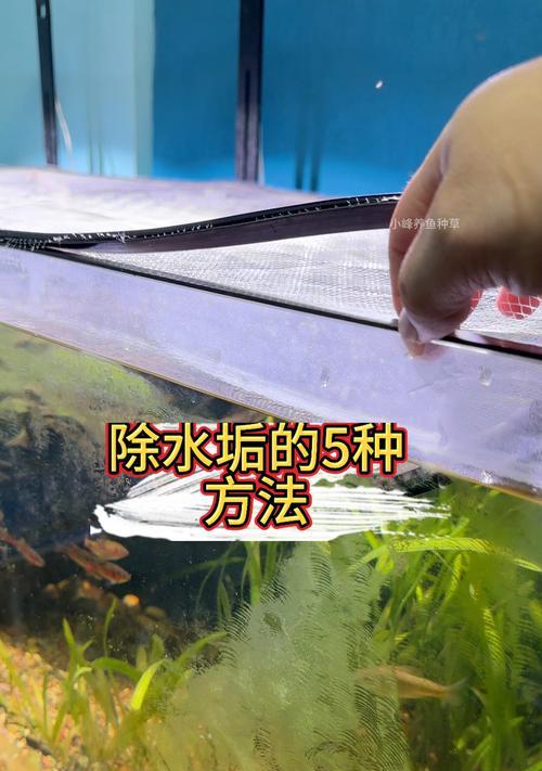 鱼缸鱼食导致浑浊水怎么办？如何快速恢复清澈？
