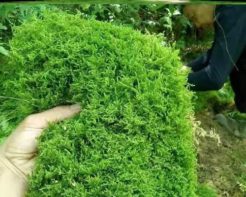 鱼塘水泥干裂如何修复？哪种药剂效果好？