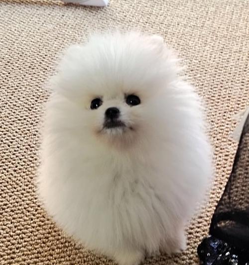 博美犬吐白沫且拉稀臭味重怎么办？