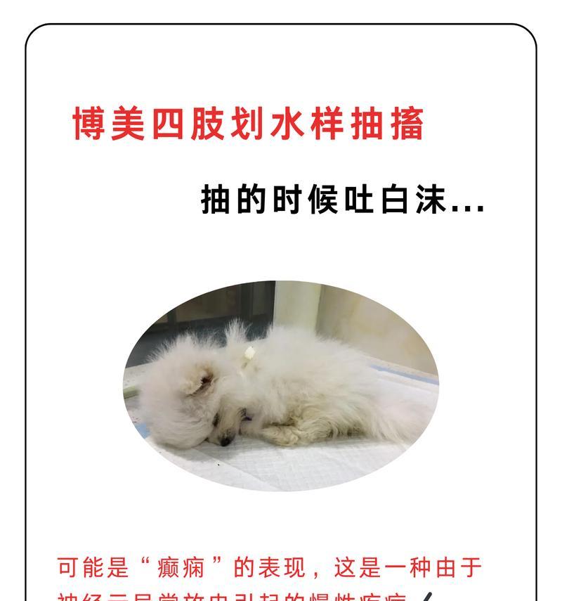 博美犬腹泻呕吐应如何处理？