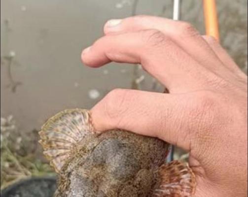 清道夫吃掉热带鱼怎么办？有哪些预防和处理小妙招？