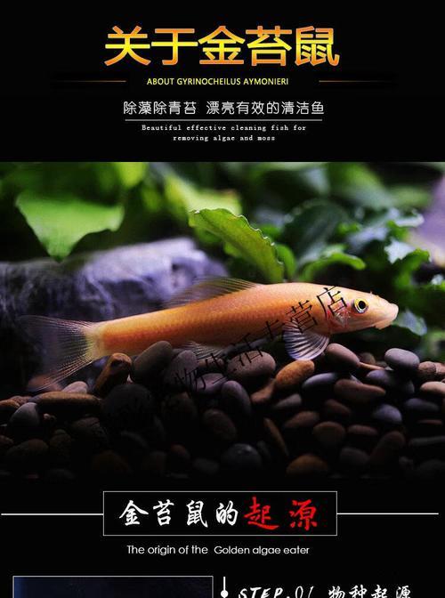 清道夫吃掉热带鱼怎么办？有哪些预防和处理小妙招？