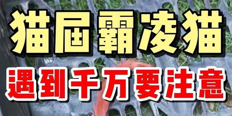 宠物猫误食线材能排出吗？小孩遇到这种情况怎么办？