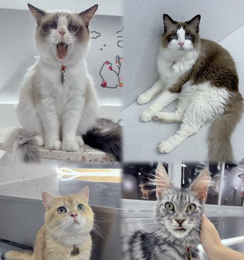 宠物猫误食线材能排出吗？小孩遇到这种情况怎么办？
