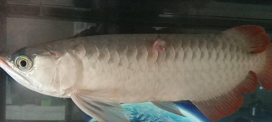 金鱼鳞烂变黑怎么办？推荐治疗药物是什么？