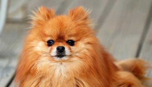 博美犬拉稀吐白沫怎么办？推荐的药物有哪些？