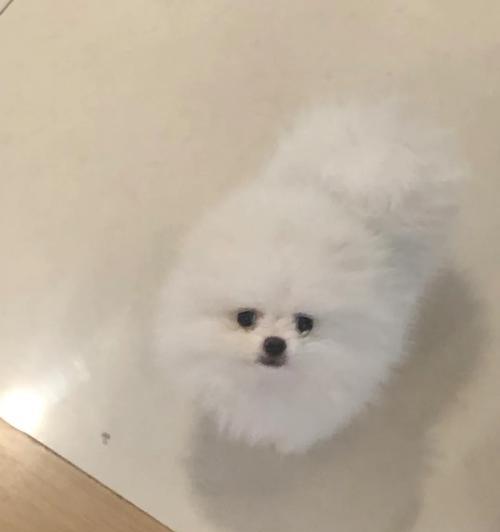 博美犬拉稀吐白沫怎么办？推荐的药物有哪些？