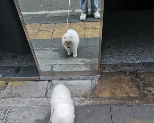 博美犬干便和口吐白沫怎么办？可能的原因及解决方法是什么？