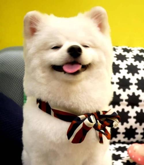博美犬干便和口吐白沫怎么办？可能的原因及解决方法是什么？