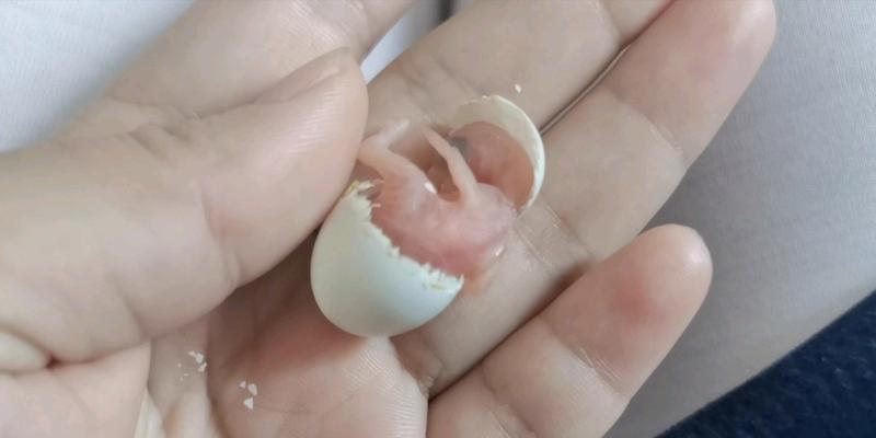 虎皮鹦鹉破壳一半出不来怎么办？如何安全帮助小鹦鹉？