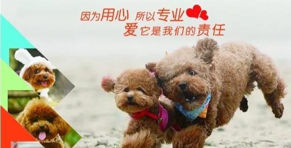 宠物托运后死亡怎么办小妙招？如何避免悲剧发生？