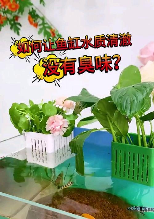 鱼缸水出现腥味怎么办？使用哪种药物可以改善？