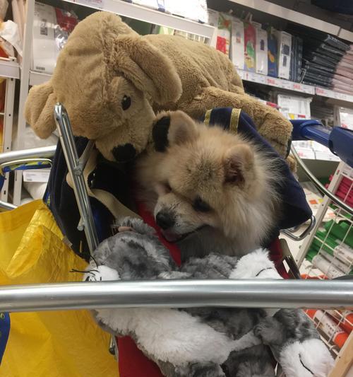 博美犬吐白沫且拉稀臭怎么办？应服用什么药物？