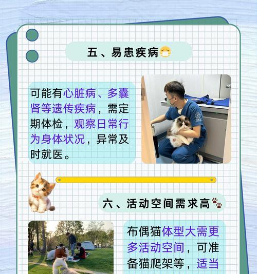 布偶猫心脏病初期有哪些症状？应如何应对？
