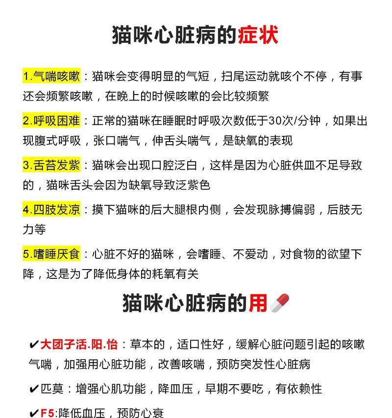 布偶猫心脏病初期有哪些症状？应如何应对？