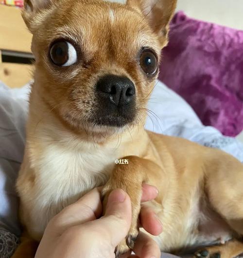 吉娃娃眼睛突出怎么办？可能的原因及解决方法是什么？