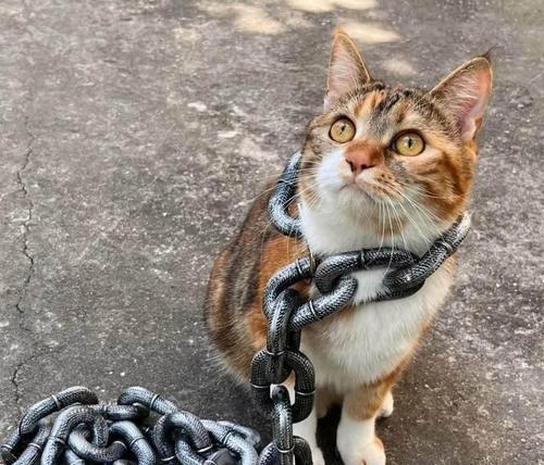 宠物猫被铁链缠住怎么办？如何安全解救？
