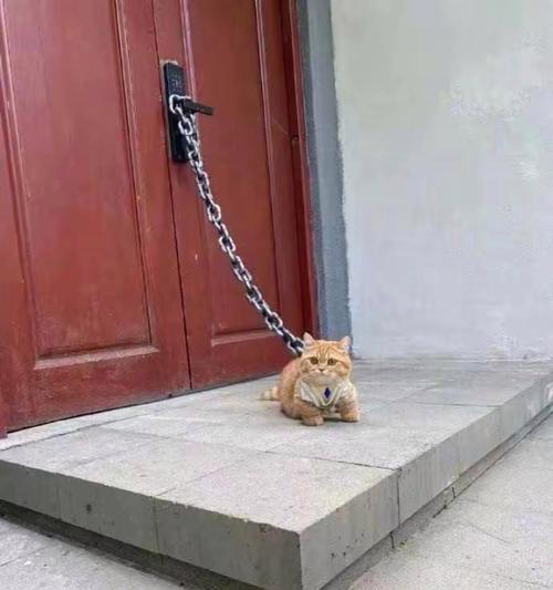 宠物猫被铁链缠住怎么办？如何安全解救？