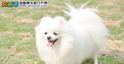 博美犬吐白沫拉稀怎么办？如何快速止吐止泻？
