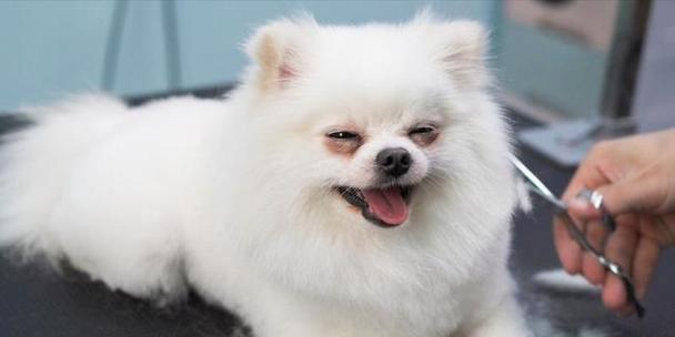 博美犬又拉又吐可以喝水吗？如何处理这种情况？