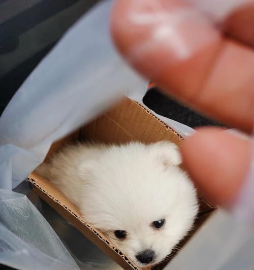 博美犬又拉又吐可以喝水吗？如何处理这种情况？